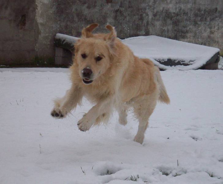 Hubert - Cane delle Alpi Apuane Mâle (8 ans)
