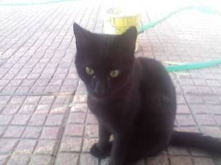 Zorro - Mâle (4 ans)