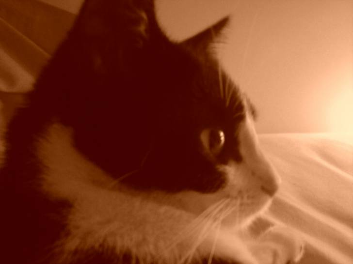 Valentine - (2 ans)
