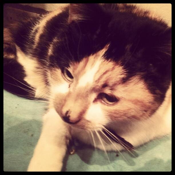 Bubbles - (13 ans)