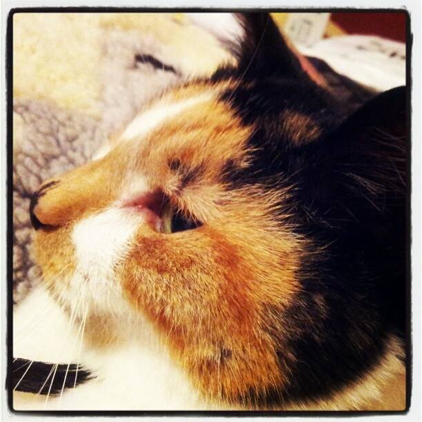 Bubbles - (13 ans)