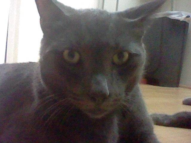Mickey - Mâle (2 ans)