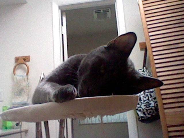 Mickey - Mâle (2 mois)