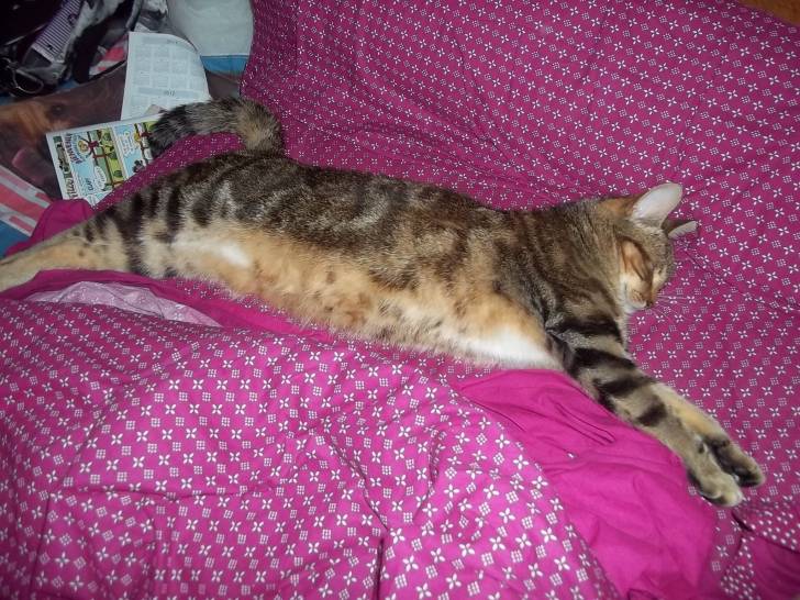 nougatine - (2 ans)