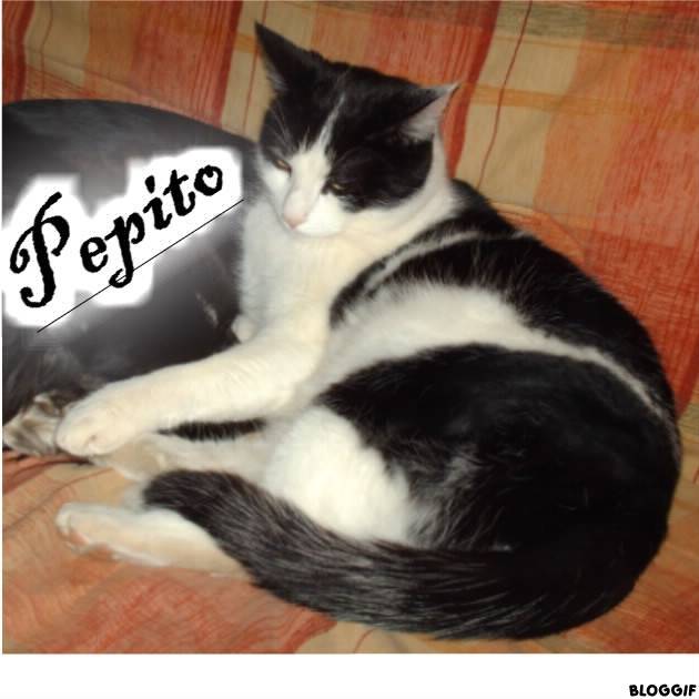 Pepito - Mâle (3 ans)
