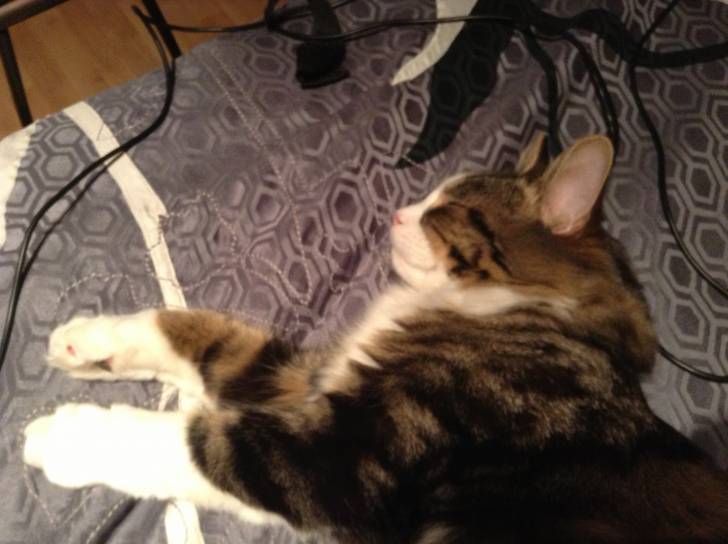 Tom - Mâle (5 ans)