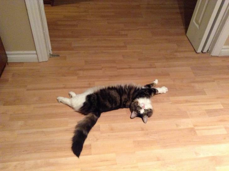 Tom - Mâle (5 ans)