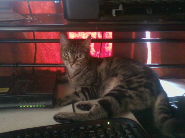 Kitt - (8 ans)