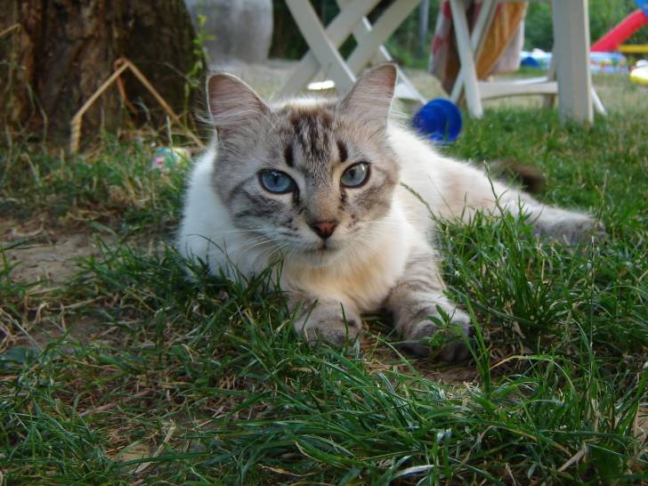 Berlioz chaton - Mâle