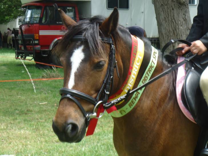 Gypsy - (7 ans)