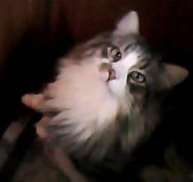 Myrtille - Mâle (10 ans)