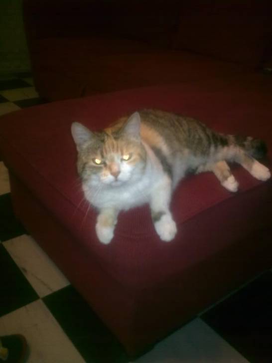 Caline - (12 ans)