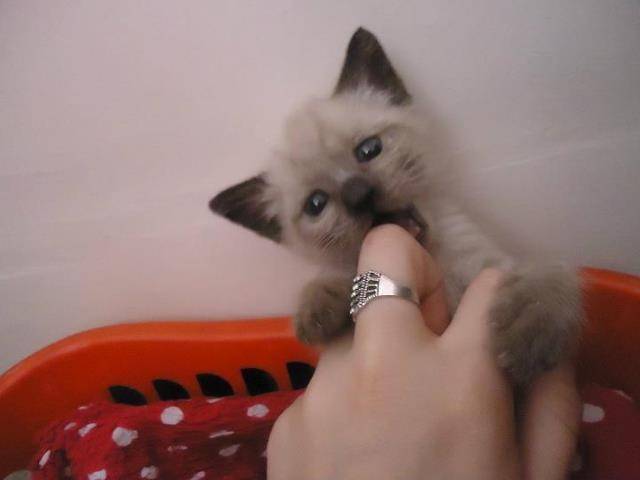 Nino - Mâle (2 ans)