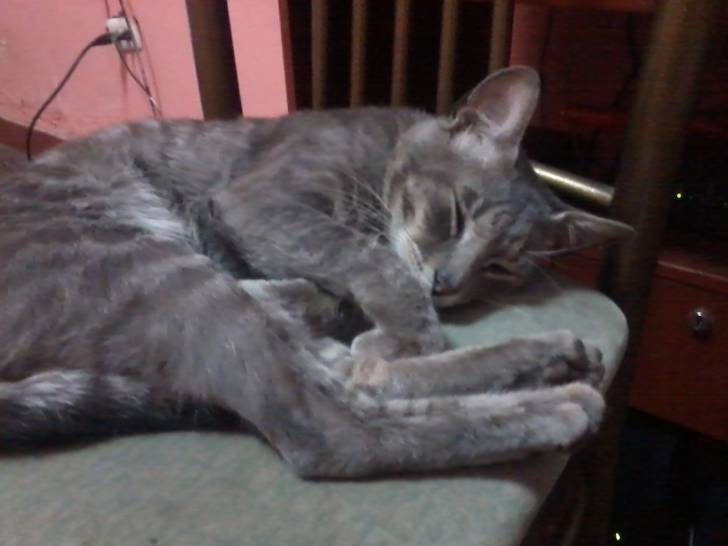 alejandro - Mâle (2 ans)