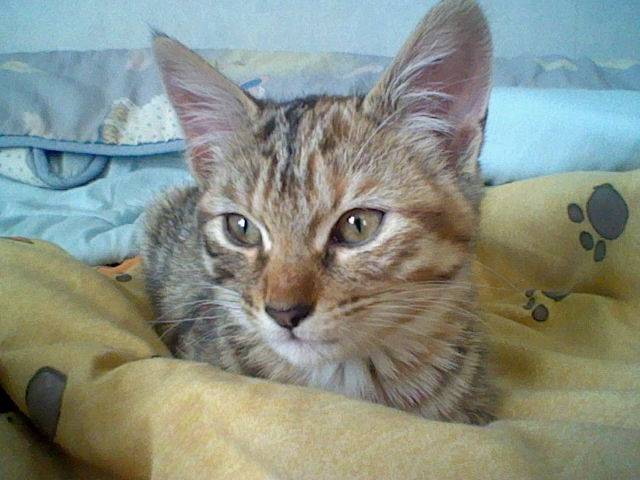 Mikkie a déjà bien changé ! - (4 mois)