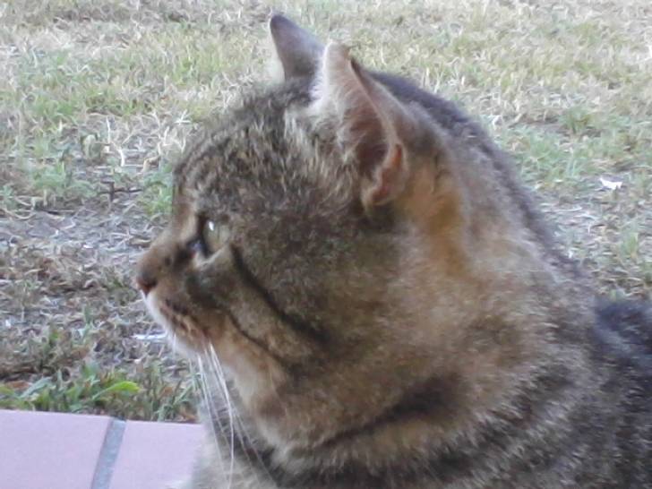 Il mio gatto! - Mâle (4 ans)