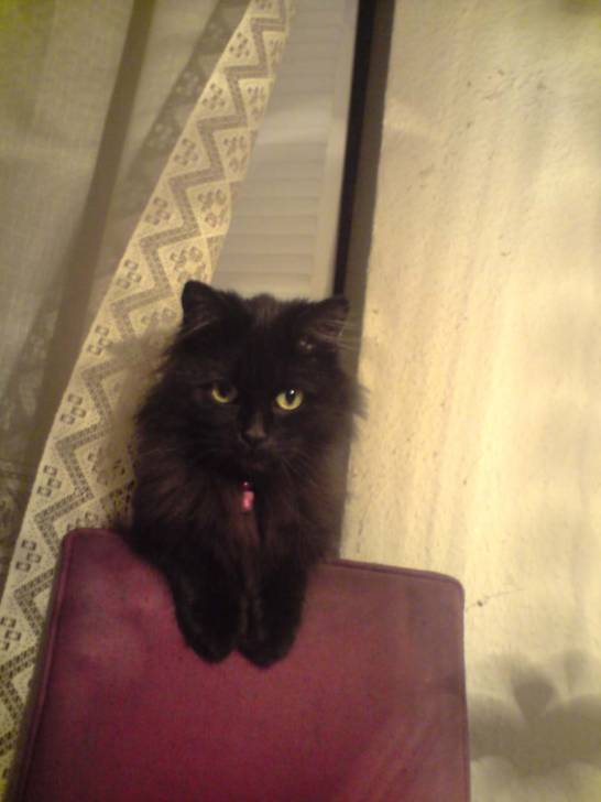 Indra - (4 ans)