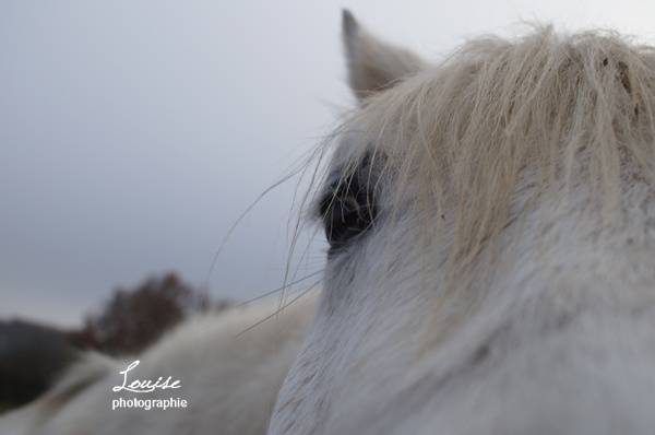 Libellule de la Roche - (7 ans)