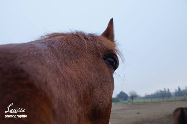 Orient - Mâle (6 ans)