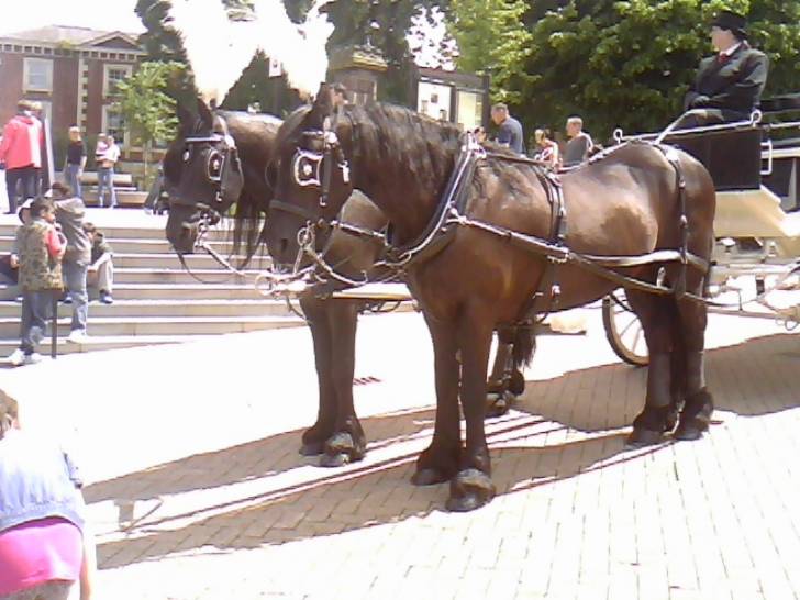 some horses - (3 ans)