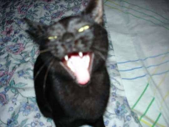 kalhua - (7 ans)