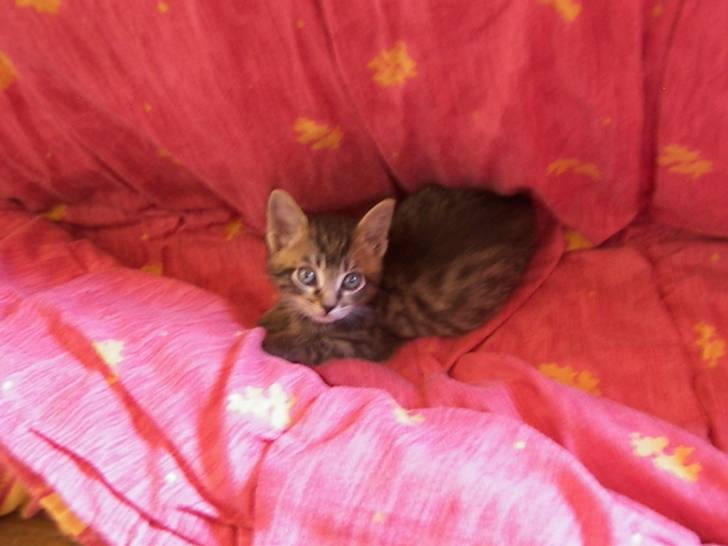 Misha - Mâle (2 mois)