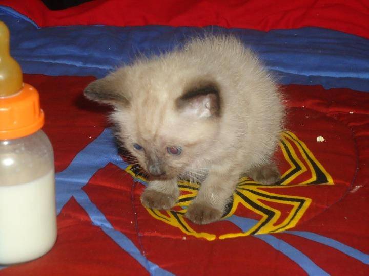 Nino - Mâle (2 ans)