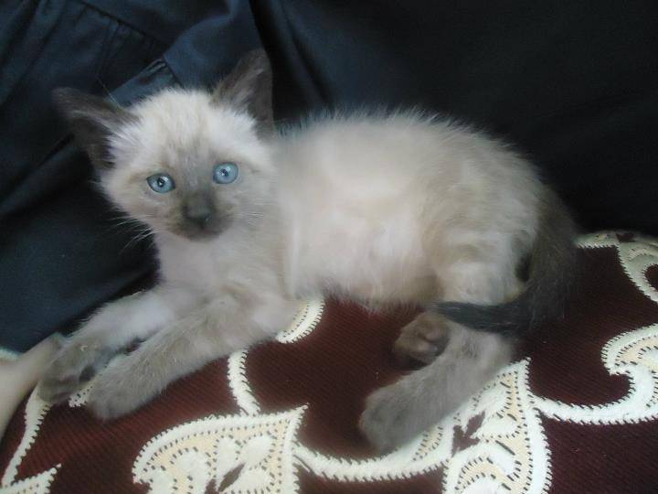 Nino - Mâle (2 ans)