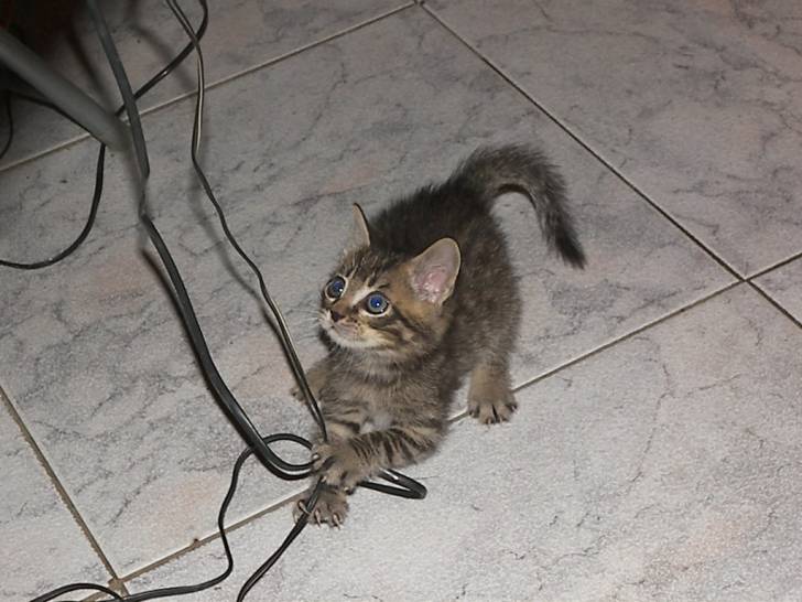 Misha - Mâle (3 mois)