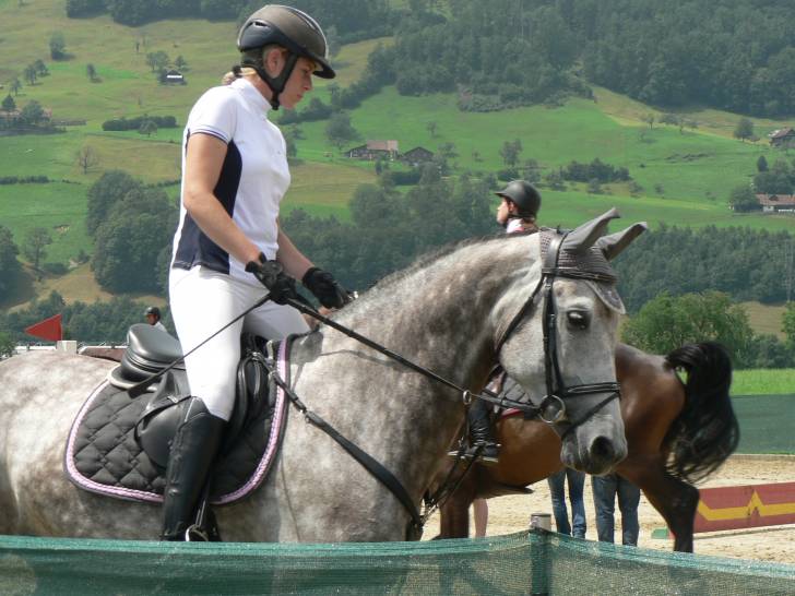 Concour intenational - Mâle (4 ans)