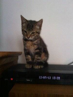 tobi - Mâle (5 mois)