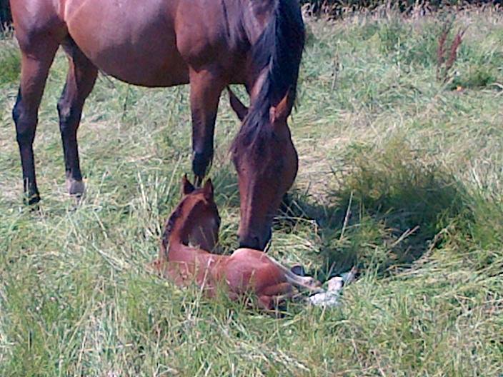 brandy and coco - (7 ans)