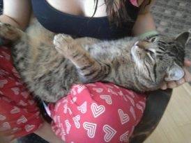 Sam - Mâle (2 ans)