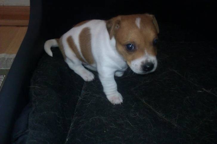 Rosie - (2 mois)