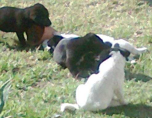 cachorro - (1 mois)