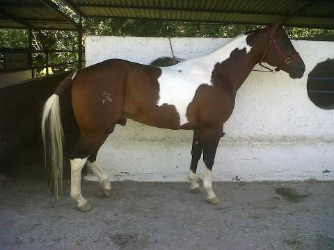el pipo - Mâle (2 ans)
