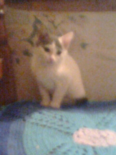 Estrellita - (5 mois)