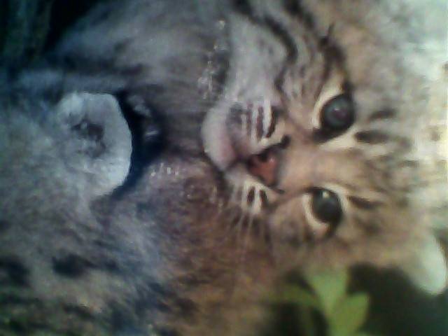 sassy - (2 mois)