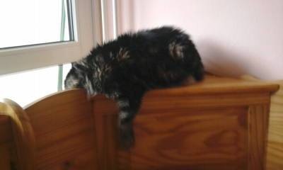 tiger - (10 ans)