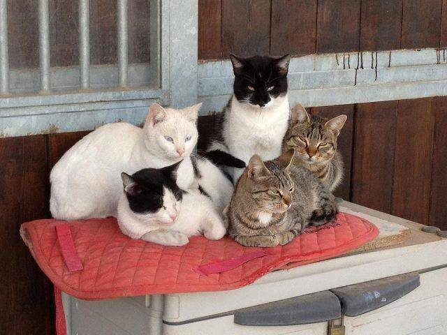 Gatti -