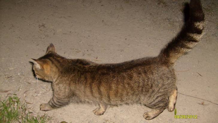 Grey Fur Ball - (7 ans)
