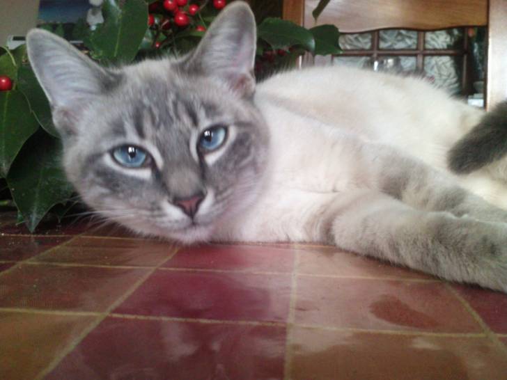 Chipie - (1 an)