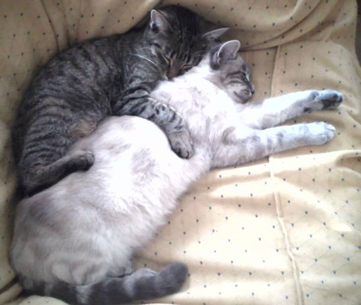Chipie et Malice - (1 an)