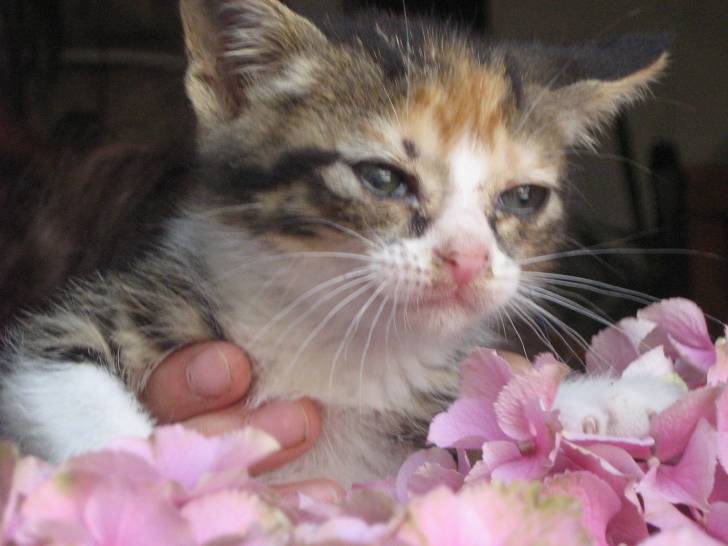 Lucy - (8 mois)