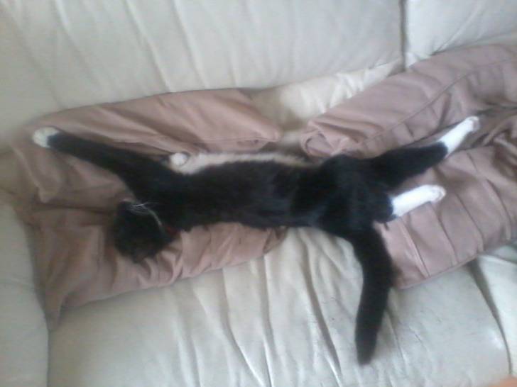 TJ - Mâle (2 ans)