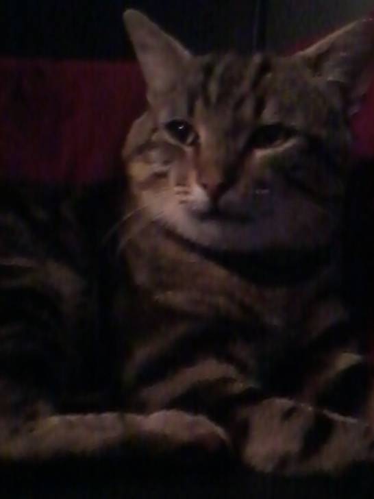 Titou - Mâle (4 ans)