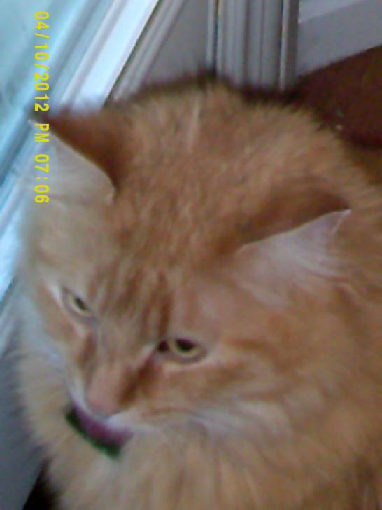Shorty - Mâle (5 ans)
