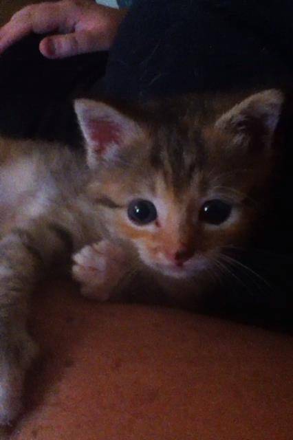 Angel - (4 mois)