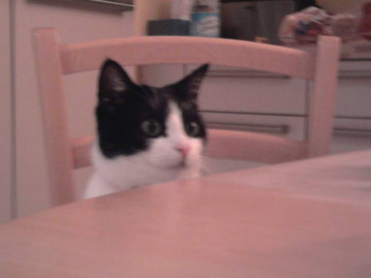 Valentine - (2 ans)