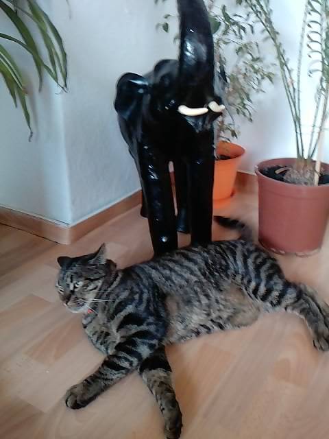 Bruci - Mâle (3 ans)